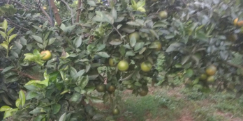 Bán đất trồng cam đang cho thu hoạch tại xã Cao Thắng, Lương Sơn, Hòa Bình