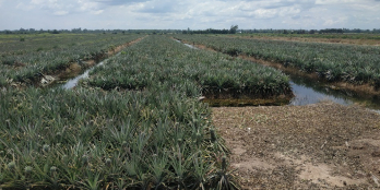 Bán đất mặt tiền Tràm Mù, Tân Phước, Tiền Giang