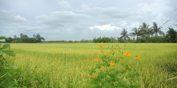 Cho thuê đất trồng cây Long An 10.000m2 giáp HCM 10km