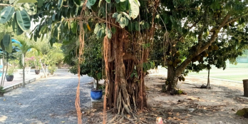 Chính chủ bán biệt thự vườn  mặt tiền,  đường sông lu,  xã hòa phú,củ chi