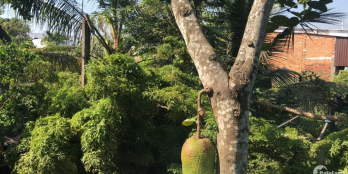 Chính chủ bán nhà vườn tại Bưng Ông Thoàn Quận 9 – Rất gần Trung Tâm 400m2 9ty8