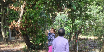 CẦN BÁN KHU ĐẤT NHÀ VƯỜN TẠI HUYỆN TÂN TRỤ, LONG AN