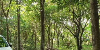 Bán biệt thự sinh thái tặng vườn trái cây đã cho thu hoạch huyện Vĩnh Cửu ĐNai