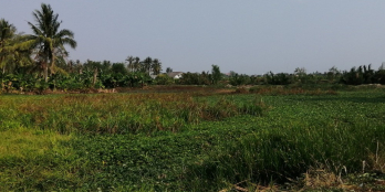 Bán 5100m2 đất vườn view sông tân trụ long an