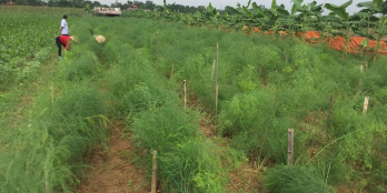 Bán gấp lô đất 16,122m2, ở Thái Thuận, 65 nghìn/m2, Sổ đỏ công chứng ngay