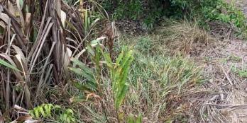 Đất trồng cây lâu năm khu vực xã Phước Khánh. Giá chỉ từ 600tr/1000m2 . Sát KCN