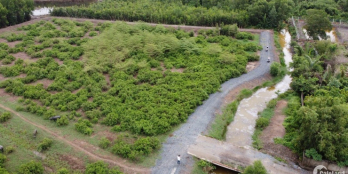 Gia đình tôi cần bán mấy lô đất sào giá rẻ gần cầu cát lái