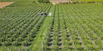 Đầu tư đất ven biển Gần Bàu Trắng chỉ 50k/m2, SHR, Bắc Bình - Bình Thuận