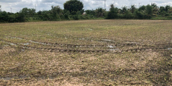 Cần bán gấp đất lớn tại Củ Chi giá rẻ, sổ hồng riêng.