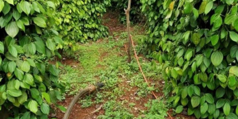 Chuyển định cư cần sang rẫy tiêu,cà. Điện bơm tưới đầy đủ