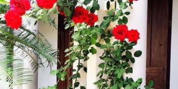 Ấn tượng độc đáo với GỖ GÕ ĐỎ cho toàn nhà HXH Tô Hiến Thành Q10; 68m2* 14.5 TỶ.