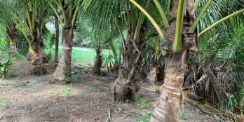 Đất sào Phước Khánh mới cắt sổ giá gốc F0,đường 5m sổ riêng 1000m2 giá 860tr