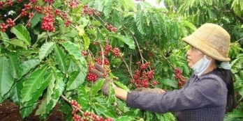 Cần San Nhượng Dự Án 34ha Cây Lâu Năm - Cây Ăn Trái Huyện Đam Rông Giá 18,5 tỷ