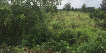 913m2 đất vườn (ngang 12,5m dài 73m) MT Rạch Cây Gia, huyện Bến Lức tỉnh Long An