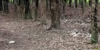 Bán đất mẫu huyện Dầu tiếng, Bình Dương. Diện tích hơn 1,8ha(có 200m2 thổ cư).