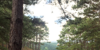 Chính chủ cần bán đất tại: Thôn1 – xã Mê Linh – Lâm Hà – Lâm Đồng