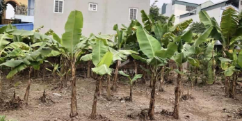 Cần bán 106m2 đất thổ cư tại ngõ 197 Phúc Lợi, Long Biên