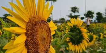 Cần bán nhà thô 3 tầng ven sông gần ngay Phố Cổ Hội An.