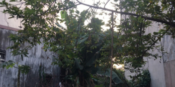 Gấp! SĐCC bán đất 114m Tư Đình, Long Biên giá chỉ 6.4 tỷ