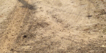 Bán 1,1ha đất Minh Thạnh Dầu Tiếng. Đường sỏi đỏ ô tô vào tận đất. Điện