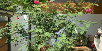 HUNGVILAND - Tổng hợp nhà phố cần bán tại KDC GARLAND Quận 9.