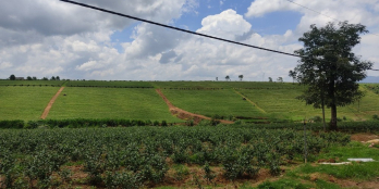  Bán Đất View Nghỉ Dưỡng Đôi Chè Tâm Nguyên ,Xã Đambri Tp Bảo Lộc Tỉnh Lâm Đồn