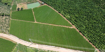 bán vườn chè tâm huyết view siêu đẹp giá12ty5