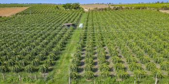 MẶT TIỀN TRANG TRẠI DƯA LƯỚI XUẤT KHẨU , ĐIỆN NƯỚC ĐẦY ĐỦ , OTO VÀO TỚI NƠI 0931