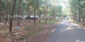 BÁN SỈ 15 LÔ ĐẤT ĐỒNG PHÚ, BÌNH PHƯỚC, 293m MẶT TIỀN ĐƯỜNG NHỰA