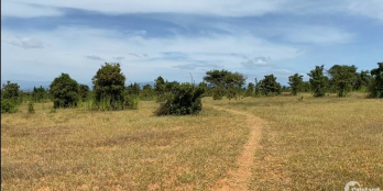 Bán hơn 1 héc ta đất trồng cây Hòa Thắng với giá chỉ 1,65 tỷ đồng, sổ hồng sẵn