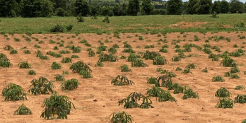 đất bình thuận gần đường liên huyện 4200m2