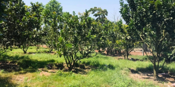 1000m2 đất mặt tiền đường nhựa 24m sổ riêng có sẵn vườn cây ăn trái.