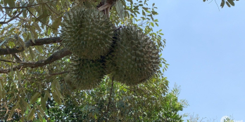 Bán vườn trái cây 23911m2, có 100m2 thổ cư gia 20.3 tỷ tại Sông Xoài, Phú Mỹ