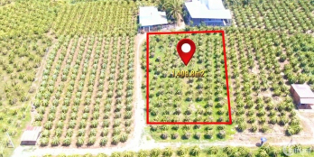 Đất nông nghiệp Bình Thuận, trồng sẵn thanh long