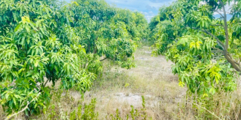 Bán lô đất sào giá rẻ,phù hợp thổ cư,thích hợp phân lô,Cam Thành Bắc Cam Lâm K.H