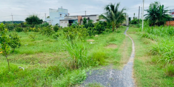 Bán gấp vườn bưởi củ chi 1400m2 giá rẻ 2ty403 sổ riêng