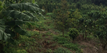 Bán 1.8 ha vườn đẹp hẻm Tỉnh lộ, thôn 4 Lộc Tân - dambri TP Bảo Lộc, Lâm Đồng