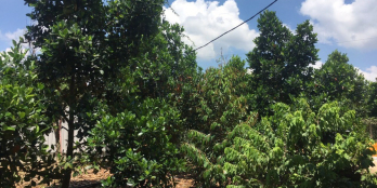 Cần bán vườn trái cây gần sông La Ngà, chỉ 599tr/1000m2.