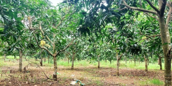 Đất vườn full ONT, đường bê tông, dân cư đông, view hồ Trị An.