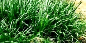 Bán Đất MT Thổ cư TÂN NGHĨA, HÀM TÂN, BÌNH THUẬN, 26x47m, 2.4 Tỷ - 0933644449