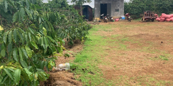 Đất Lớn 12,818 m2 sẵn vườn Cà Phê ĐANG THU HOẠCH | View Sông Đồng Nai - Lâm Hà