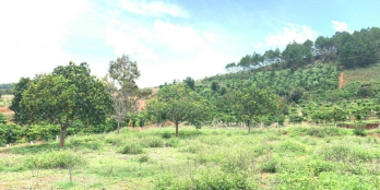 lô đất đầu tư thuộc Thị Trấn Nam Ban, Lâm đồng