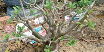 Dì em đang kẹt cần ra gấp lô đất Phường Bảo Vinh,Long Khánh.