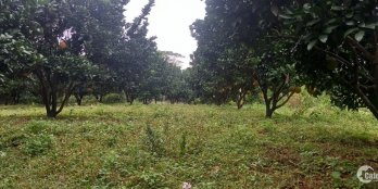 Đầu Tư F0 Đất Rẻ Đẹp, Full 2000m Đất Thổ Cư Bằng Phẳng, Bám Đường, Bám Suối