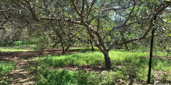 Bán đất Phú Mỹ chưa qua đầu tư, 50m mặt tiền đường nhựa, 300 thổ cư giá 12 tỷ