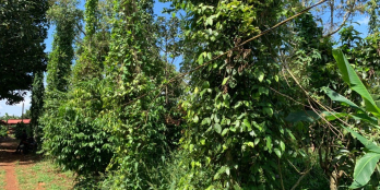 B153 - (10,4 tỷ) Bán đất Phú Mỹ cách trục đường chính Sông Xoài - Cù Bị chỉ 1km