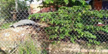 Nền phường 8 giấy có đường gần trại gà hai on