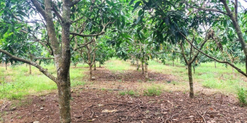 Đất vườn full ONT, có sẵn 100m2 thổ cư, đường bê tông, view hồ.