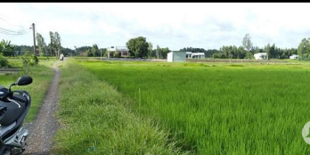 Bán đất lúa mặt tiền dài oto tới chổ