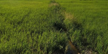 Hơn 2000m2 đất lúa gần ngã4 CHỢ TRẠM giá 1ty630 giấy tờ đầy đủ